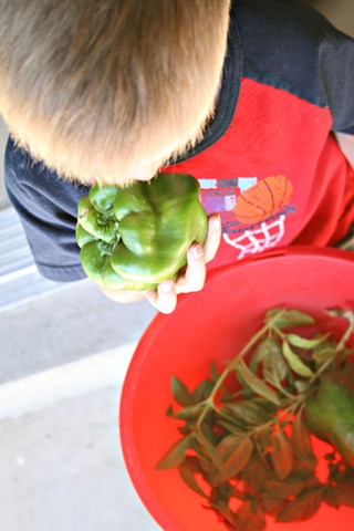 Miles with Veggies