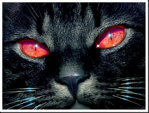 Black_cat