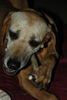 tori and antler 2.jpg