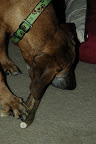 sadie and antler 2.jpg