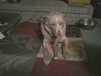 167718_1522266822690_1415166385_31112850_4656797_n.jpg