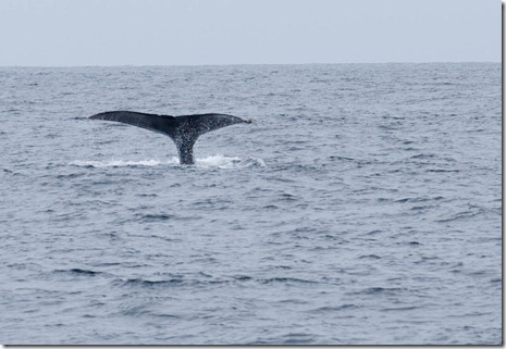 IMG_2849 IMG_2849