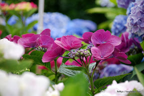 DSC_1061.JPG