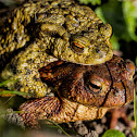 Common Toad