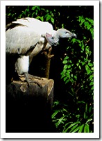030 Vulture 030 Vulture
