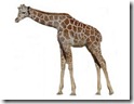 giraffe03
