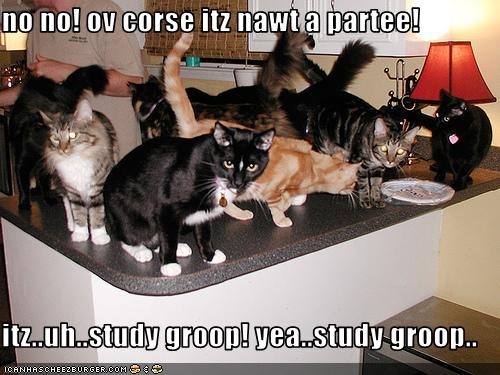 [funny-pictures-your-cats-have-a-study-group[2].jpg]