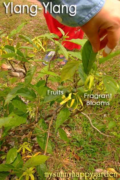 My Sunny Happy Garden: Ylang-Ylang @ Alokarama (Fragrant Blooms Series)