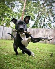 bray_puppy_motion_8x10-1