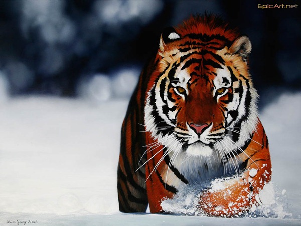harimau belang