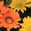 SH_Expo_0009.JPG