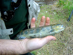 Bella fario sull'Aniene