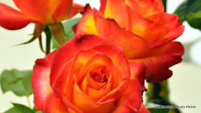 News_110430_RoseSociety_Kleine-4.JPG