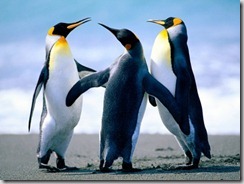 Penguins97 Penguins97