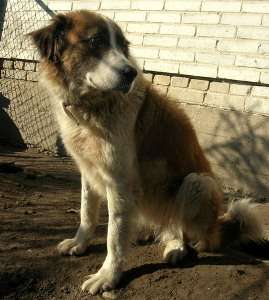 kontra