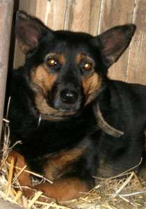 Dobra