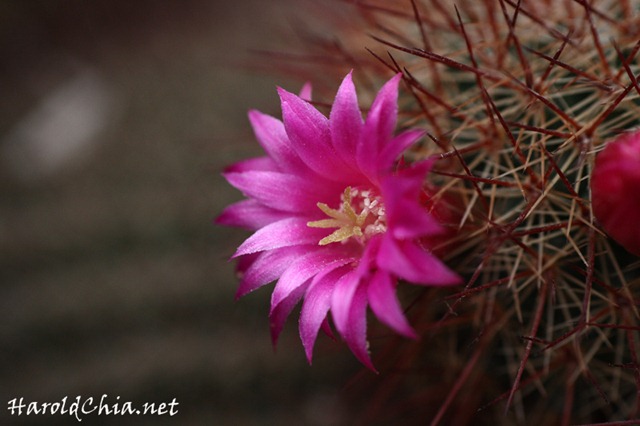 [cactusflower003[4].jpg]