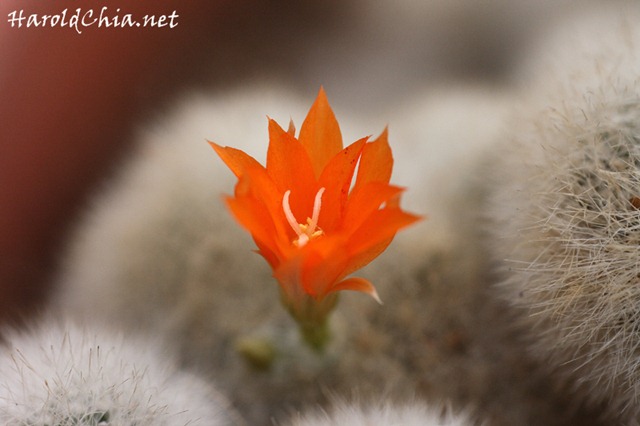 [cactusflower002[3].jpg]