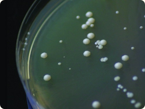 W020100916466384519104