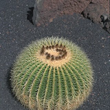 Flora y fauna
