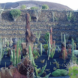 Jardín de Cactus