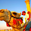 camel. up close and personal.