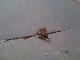 rat