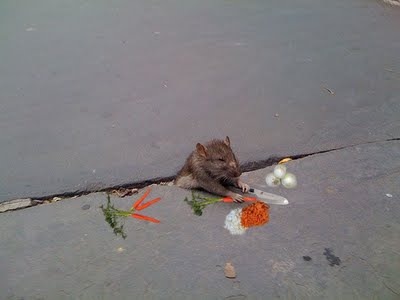 [rat 2[3].jpg]