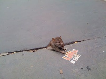 rat 3