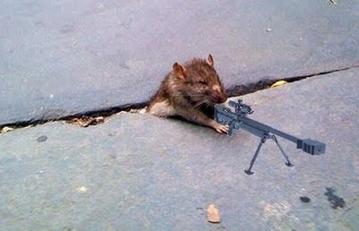 [rat 6[3].jpg]