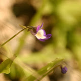 Pinguicula vallisneriifolia