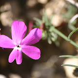 Viola Cazorlensis