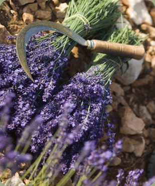 neil-emmerson-lavender-knife-luberon-france