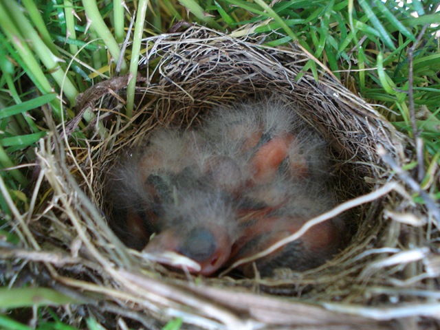 birds nest (14)