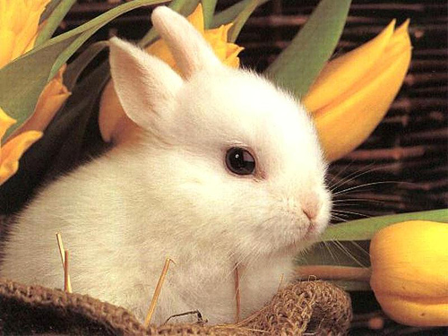 Breeding Rabbit - Learn How Rabbits Make More Rabbits