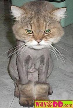 [funny-pictures-shaven-pussy-1j1[3].jpg]