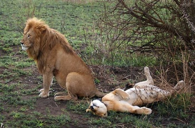 [during_and_after_sex_02[3].jpg]