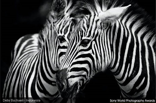 fotografia, photos, imagens, natureza, sony world photography awards