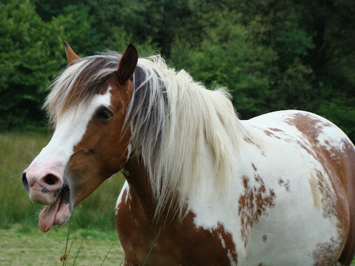 Vos plus belles grimaces de cheval et photos gag .... - Page 5 DSC06038