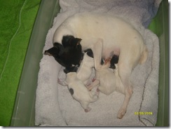 Jewel's 4 pups 3