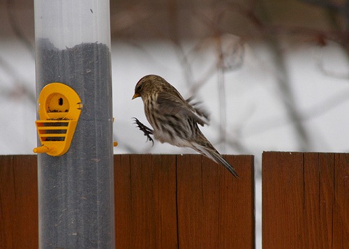 [redpoll[4].jpg]