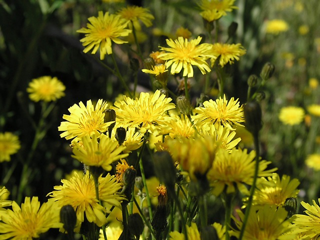 [wildflowers00224.jpg]