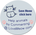 LoveMeow.com for ultimate cat lovers