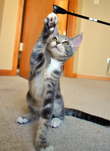 cute gray kitten playing cute gray kitten playing