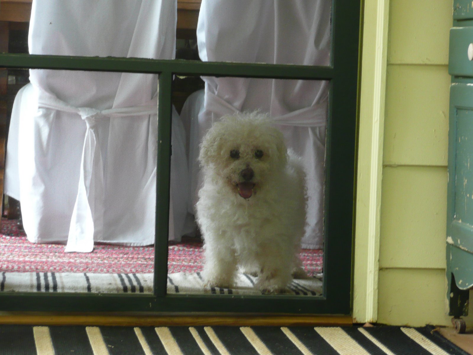 [birds+at+feeder+lavoe+028.jpg]