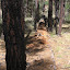 Downed tree in the forest