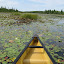 Paddling through the lily pads