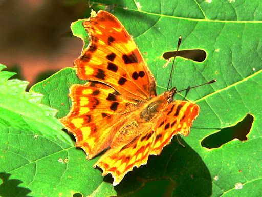 papillon noir jaune et orange ailes ouvertes sur feuille verte