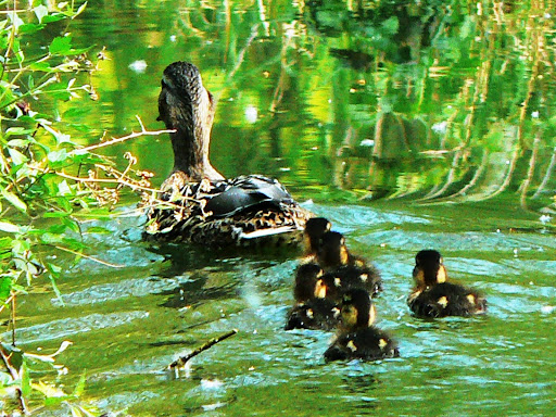 cane et ses poussins sur l