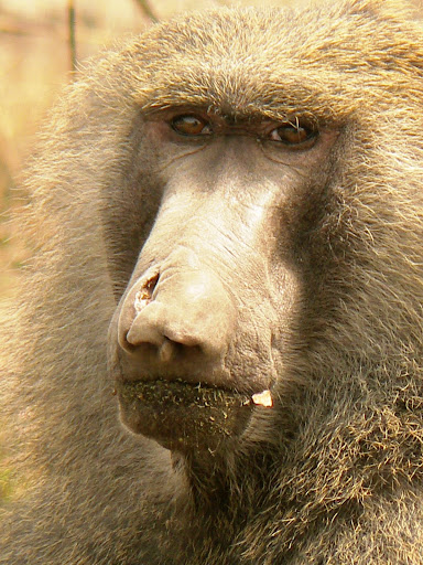 portrait de babouin Parc de la Pendjari Bénin